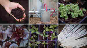 This Is A Good Time To Start A Garden. Here's How