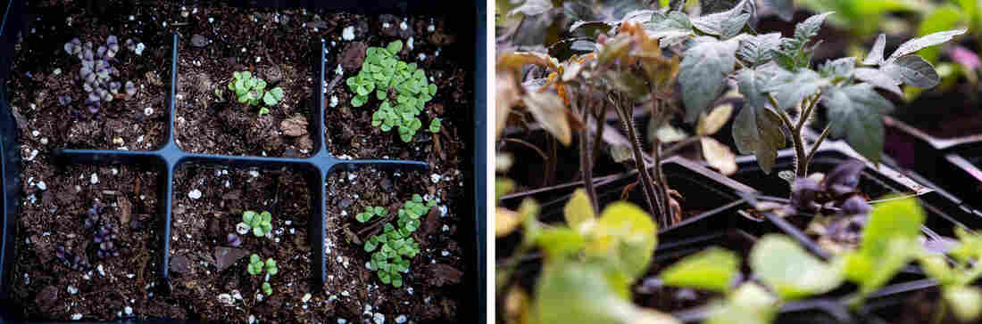 When you're starting a garden, think about whether you should use seeds or transplants. Seeds are more affordable but less predictable.