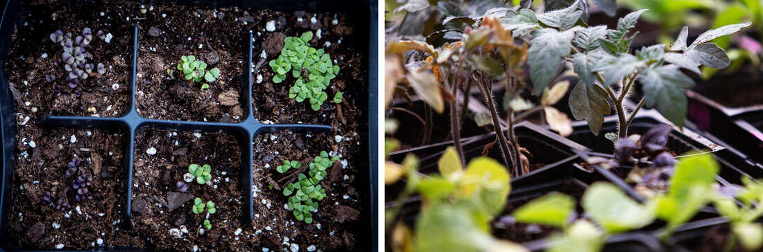 When you're starting a garden, think about whether you should use seeds or transplants. Seeds are more affordable but less predictable.