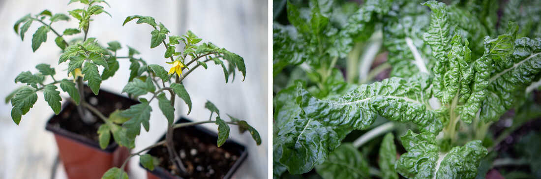 Plants that have fruit, like tomatoes, often require more sunlight than leafy greens like kale.