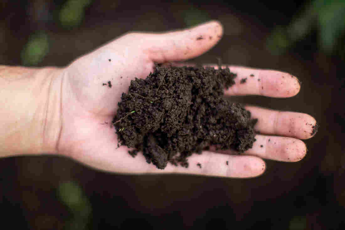 Making sure that your soil is healthy is one of the first things you should do when starting a garden.