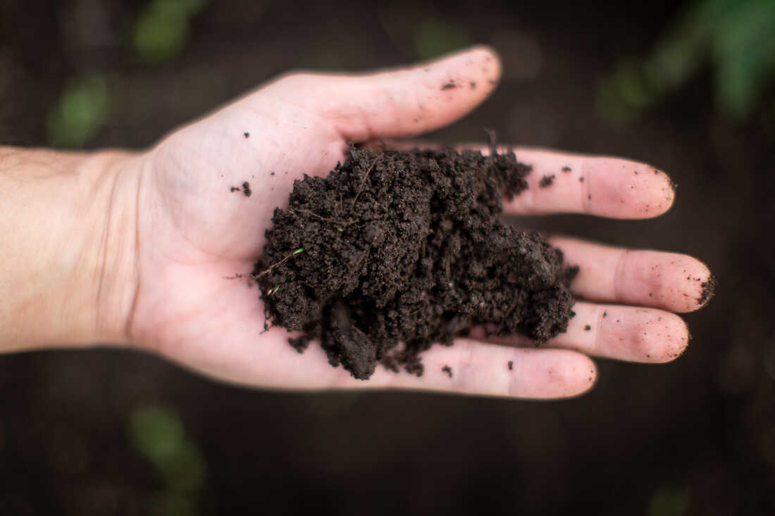 Making sure that your soil is healthy is one of the first things you should do when starting a garden.