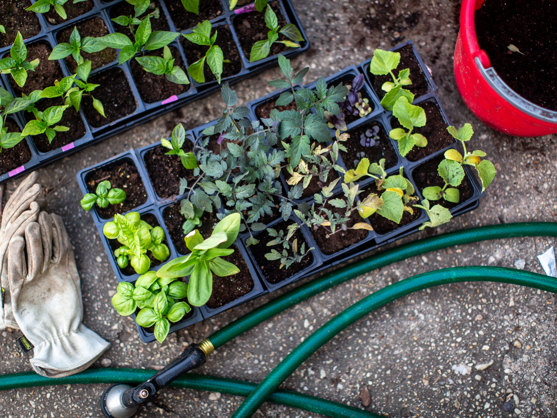delivery plants uk Best-Selling Plant Bundle