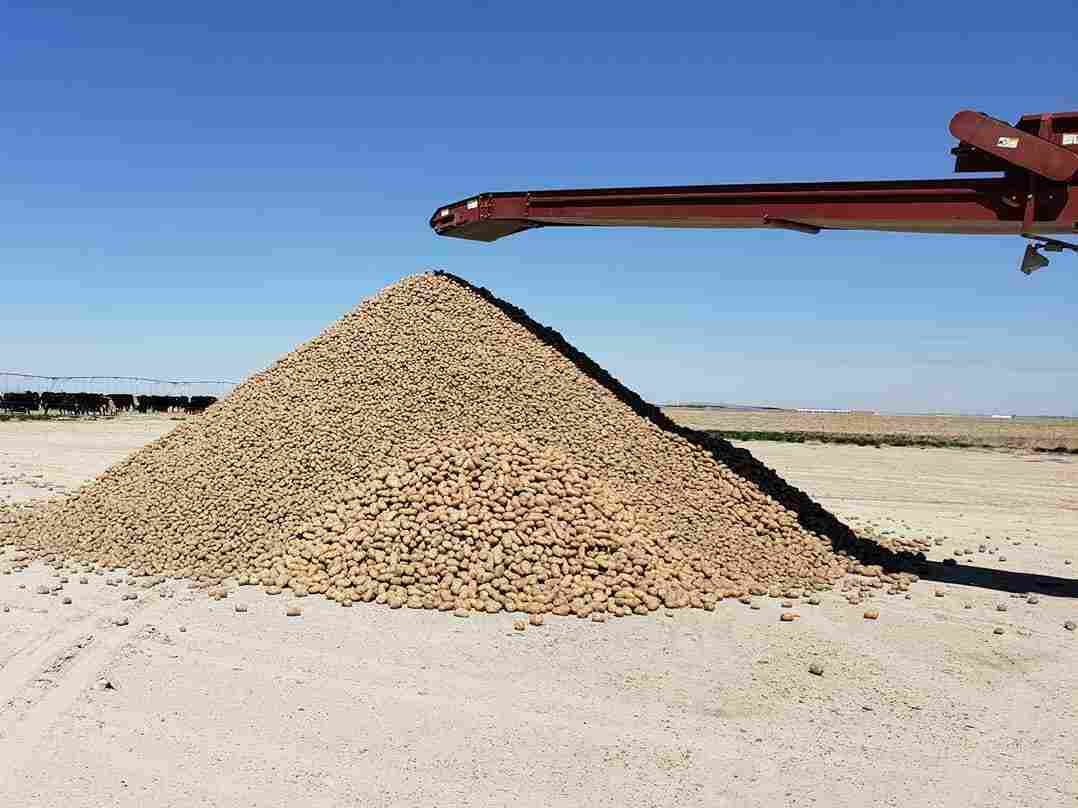 Ryan Cranney runs Cranney Farms in Oakley, Idaho. He gave away around 2 million potatoes.