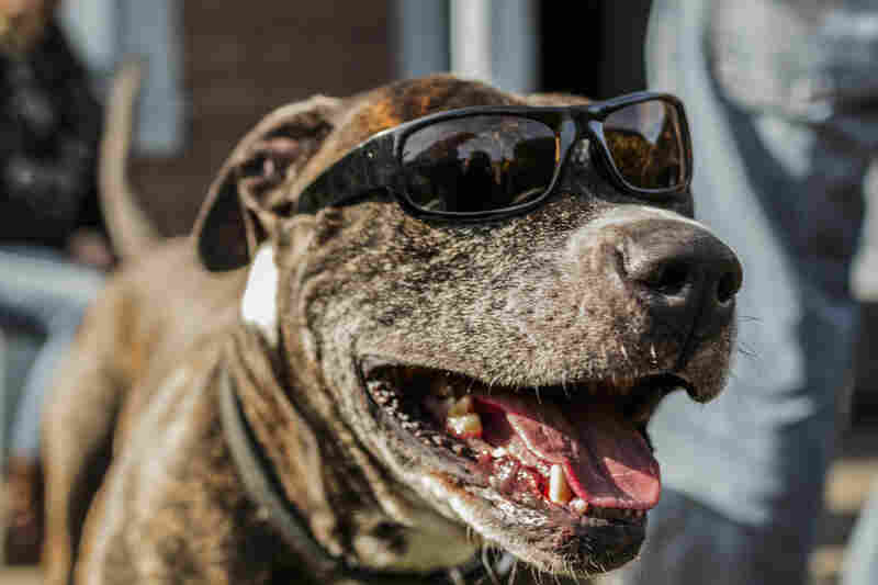 Good dog