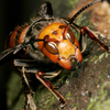 Here's The Deal With 'Murder Hornets'
