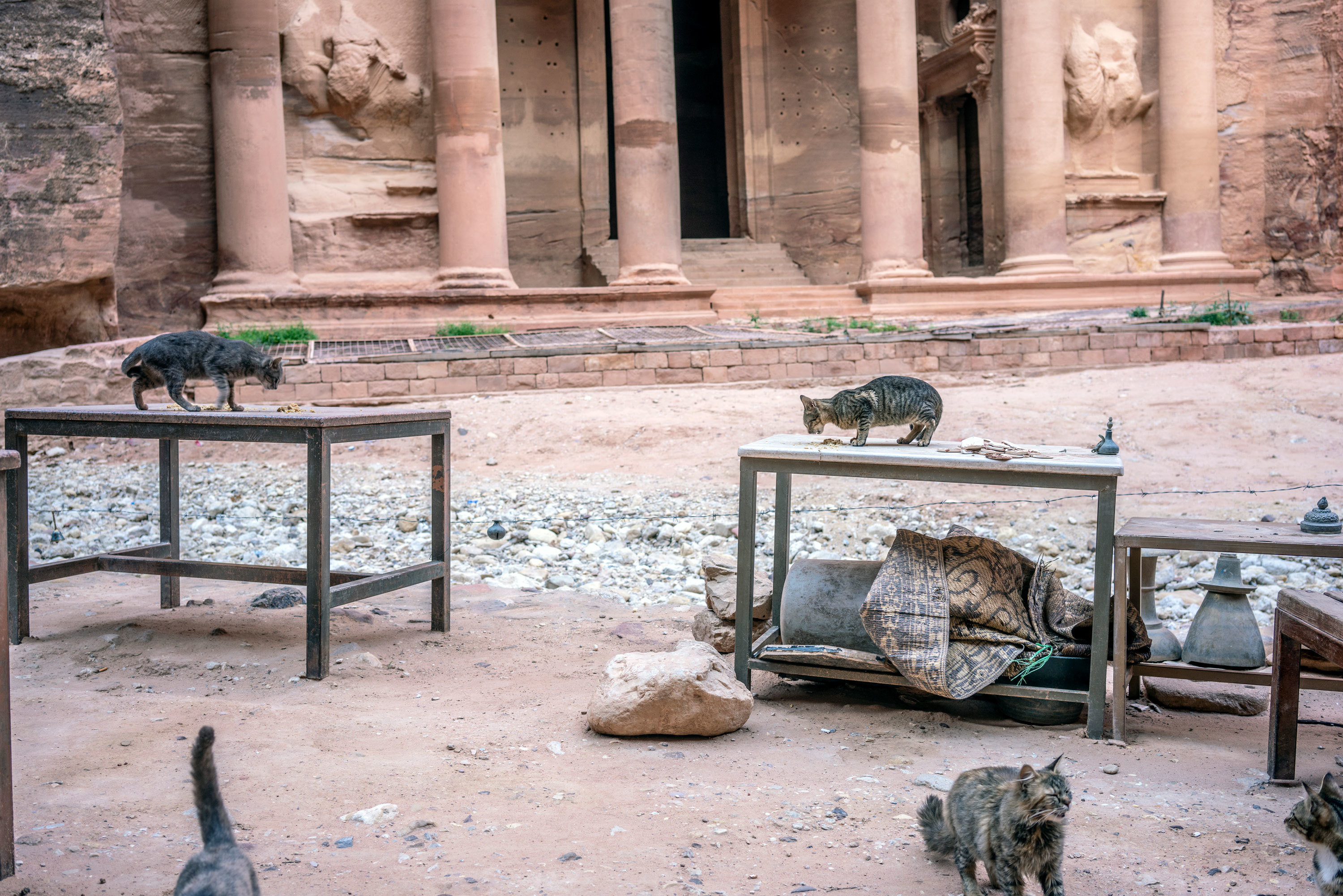 Cats overtake an empty tourist shop in Jordan's ancient city of Petra. (Moises Saman for NPR)