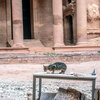 Animals Roam Free In Petra Heritage Site Under Jordan's COVID-19 Lockdown