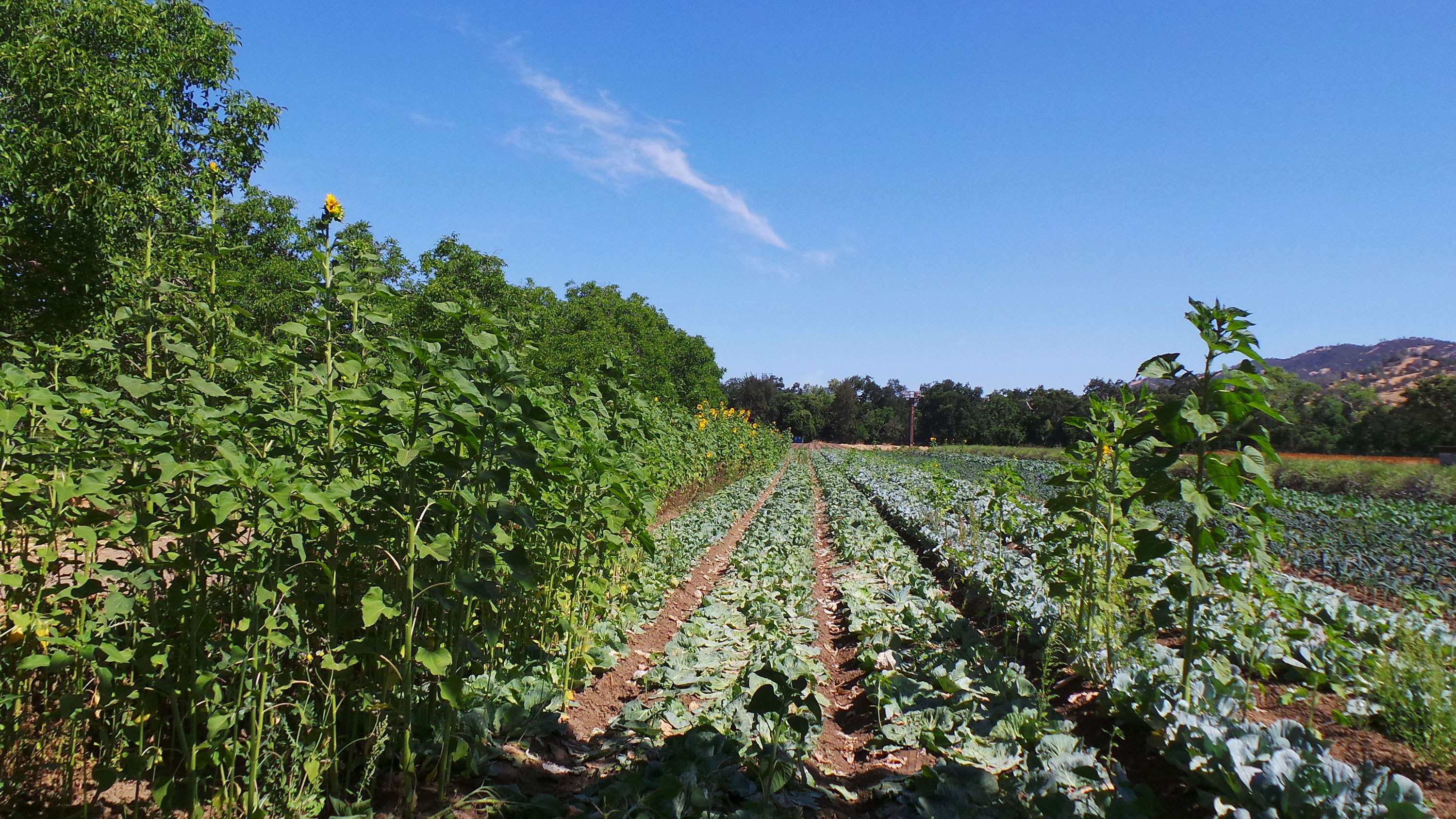 As Food Supply Chain Breaks Down Shoppers Turn To Farm To Door Csas Npr
