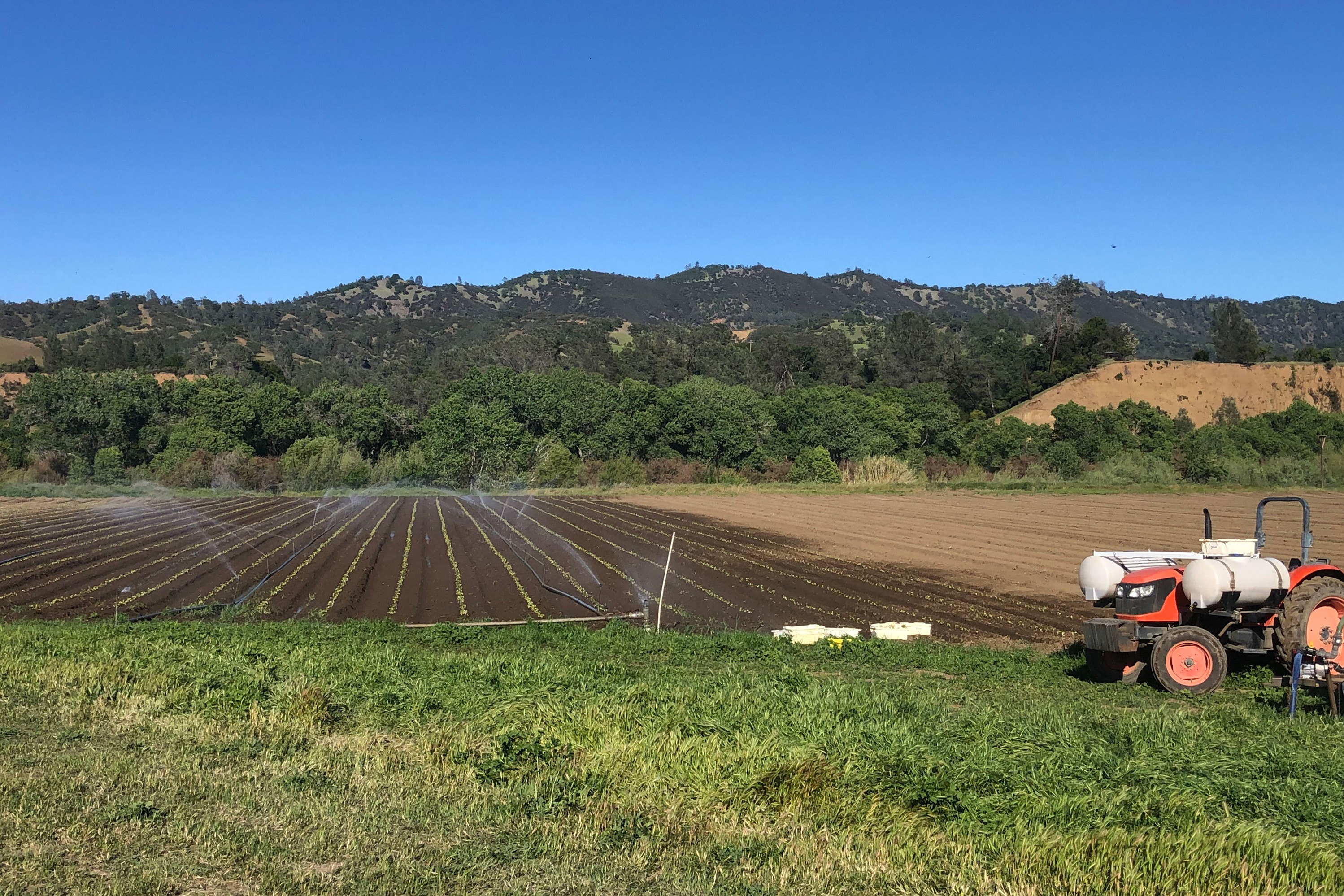 Full Belly Farm, a 450-acre, organic farm, in California's Capay Valley northwest of Sacramento, is busier than ever trying to ramp up production to meet soaring demand. (Full Belly Farm)