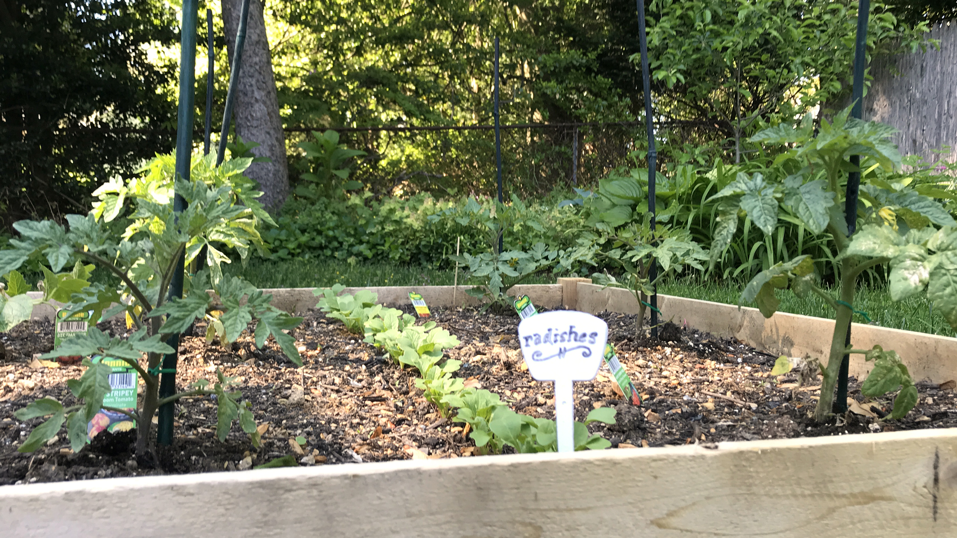 My brand-new back yard garden bed — I can't control the news, but I can plant some radishes. (Petra Mayer)