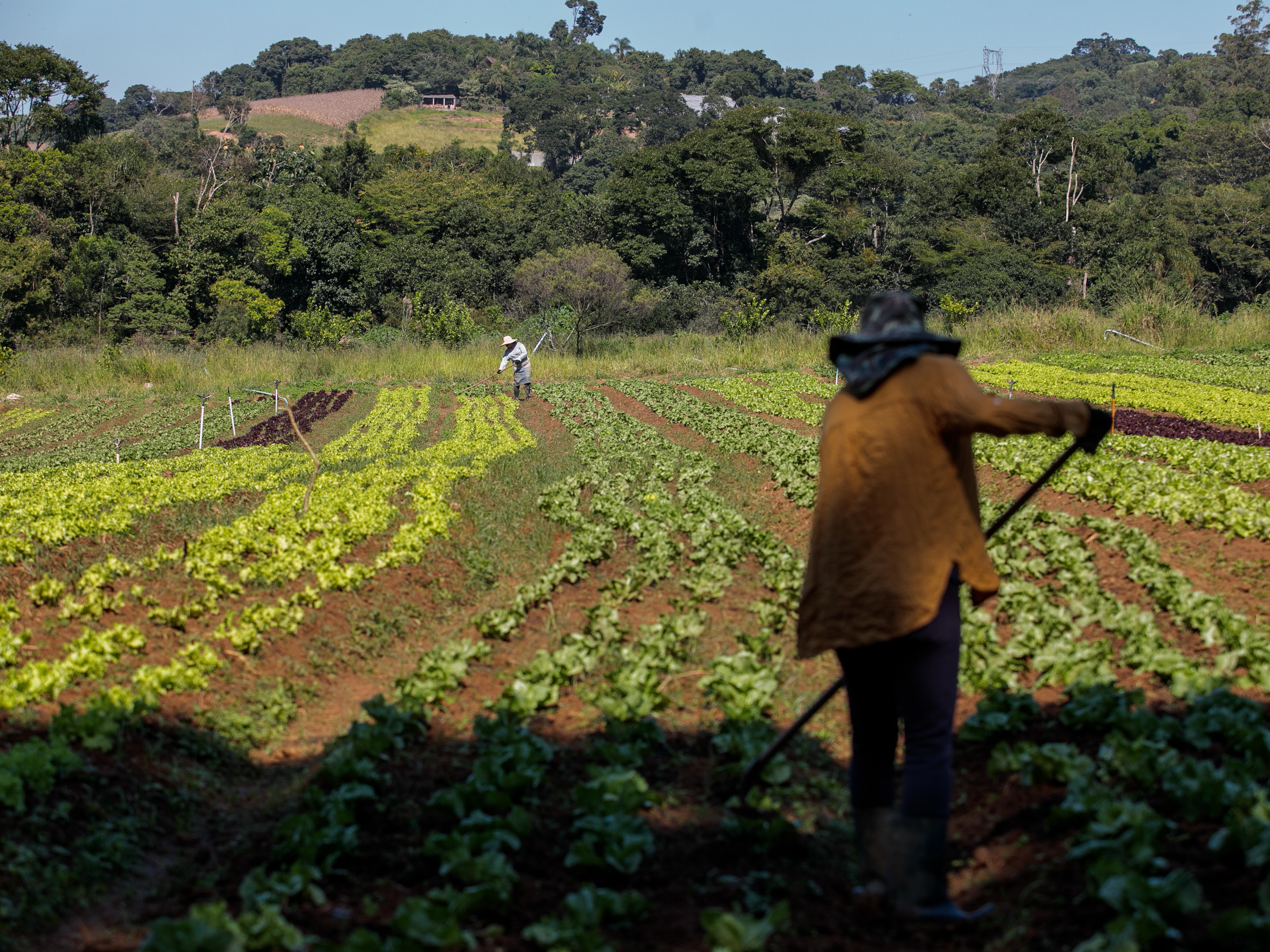 PHOTOS Brazilian Farmers Hatch A Plan To Send Healthy Food To The
