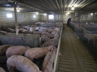 Young female pigs stand in a pen at a hog farm in Smithville, Ohio, U.S.
