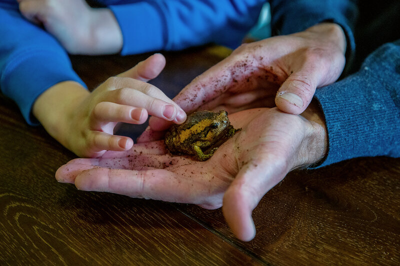 low maintenance class pets