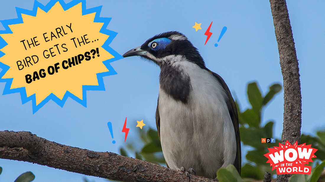 Bird food What do birds eat? NPR