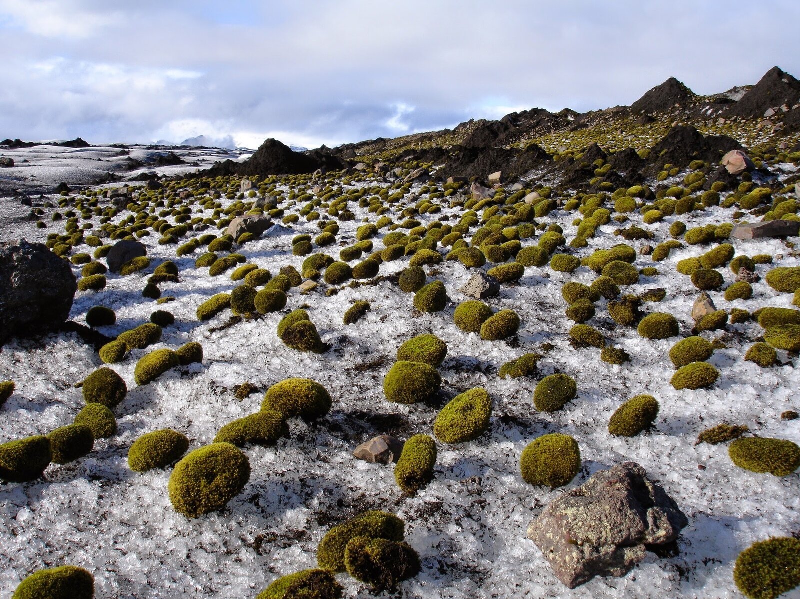 Mosses: Primordial plants thriving in the modern world: Nature News