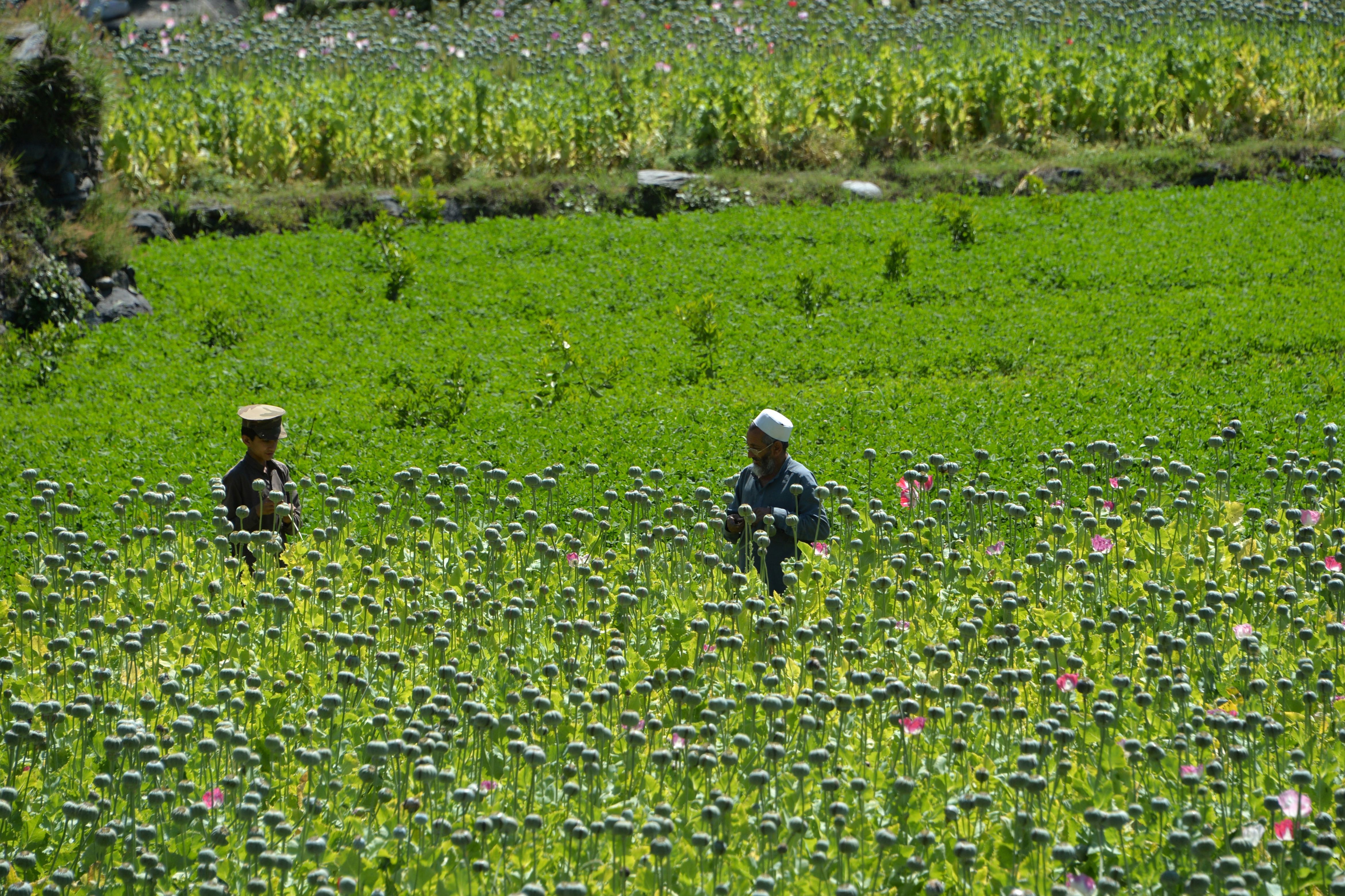 Farmers harvest opium sap from a poppy field in the Nangarhar province of Afghanistan on May 10. The country is the world's biggest heroin supplier, but a U.N. report found a shortage of field workers there because of the coronavirus. (AFP via Getty Images)