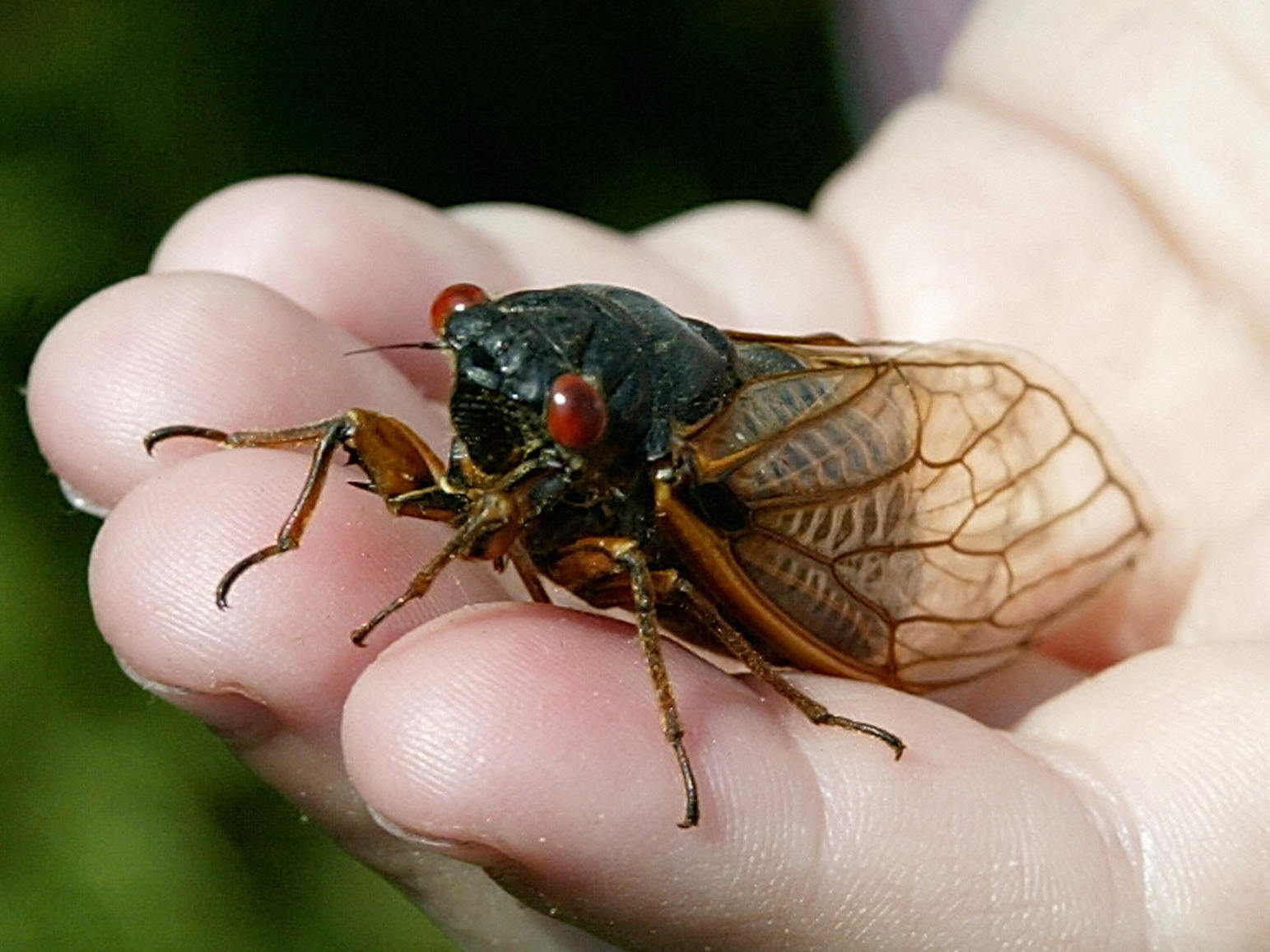 They're Back: Millions Of Cicadas Expected To Emerge This Year : NPR