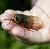 They're Back: Millions Of Cicadas Expected To Emerge This Year 