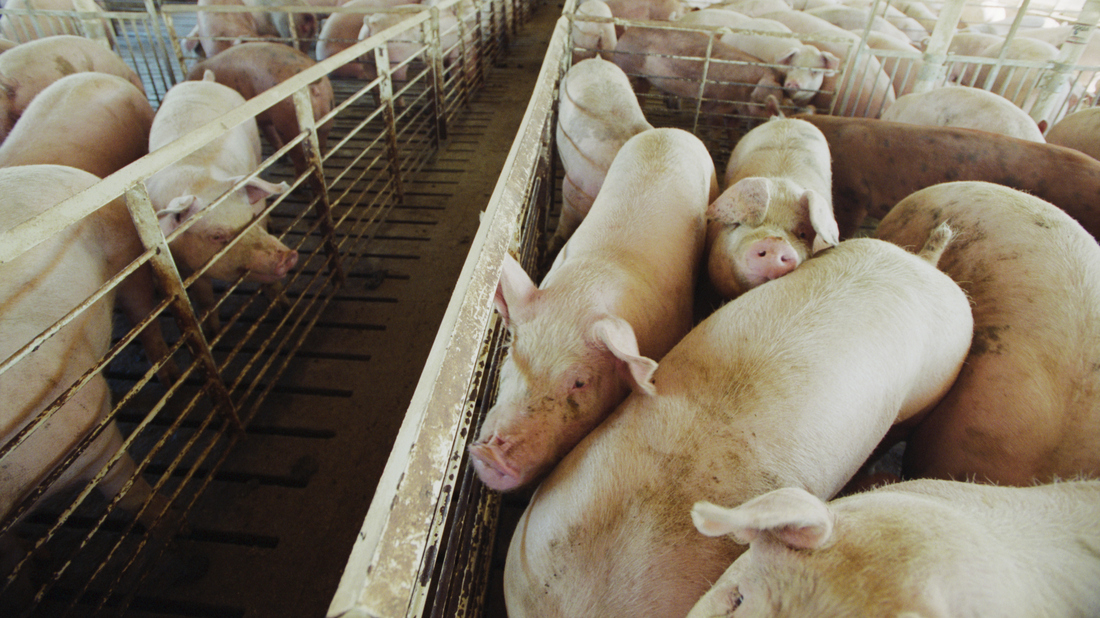 Many Feared Widespread Pig Slaughter During Coronavirus, But It Hasn't