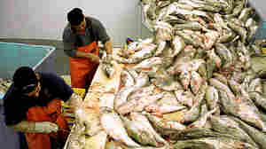 COVID-19 Outbreak In Pacific Northwest Seafood Industry As Season Ramps Up