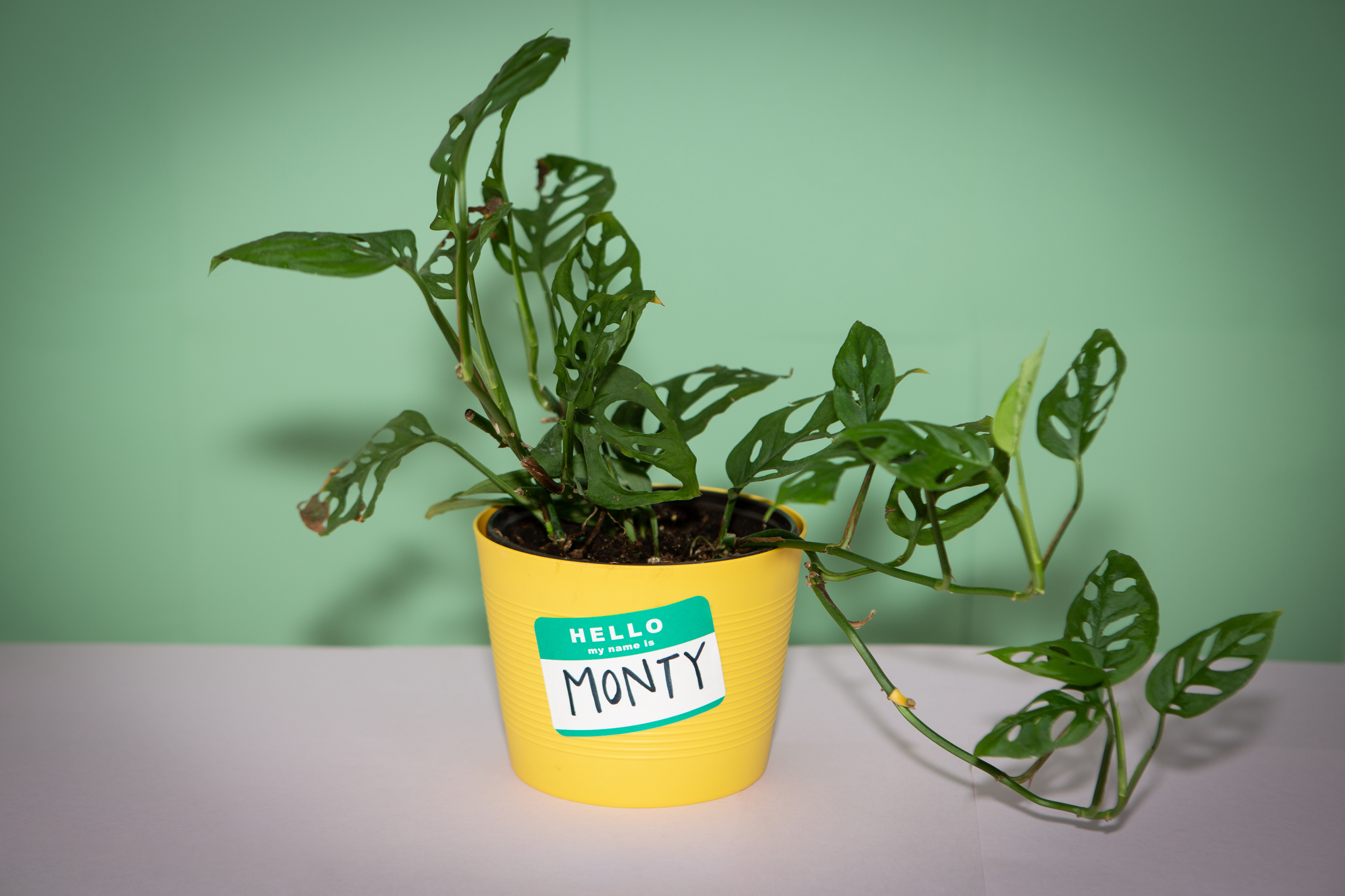 A plant care guide for monstera, pothos, philodendron and more : Life Kit :  NPR