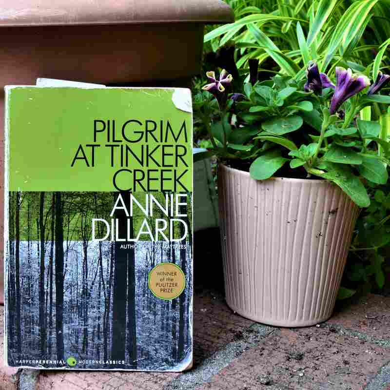 Pilgrim at Tinker Creek.