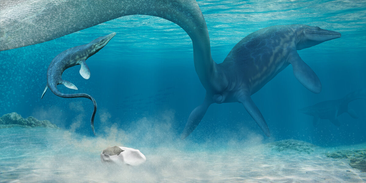 large, soft shelled dinosaur egg found