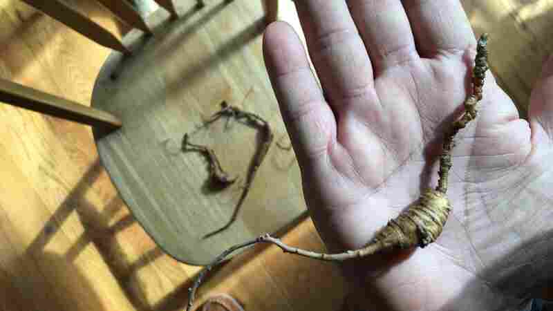 The Problem Of The Root