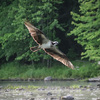 'One Of The Best Nature Shows': A River Transformed After Dams Come Down