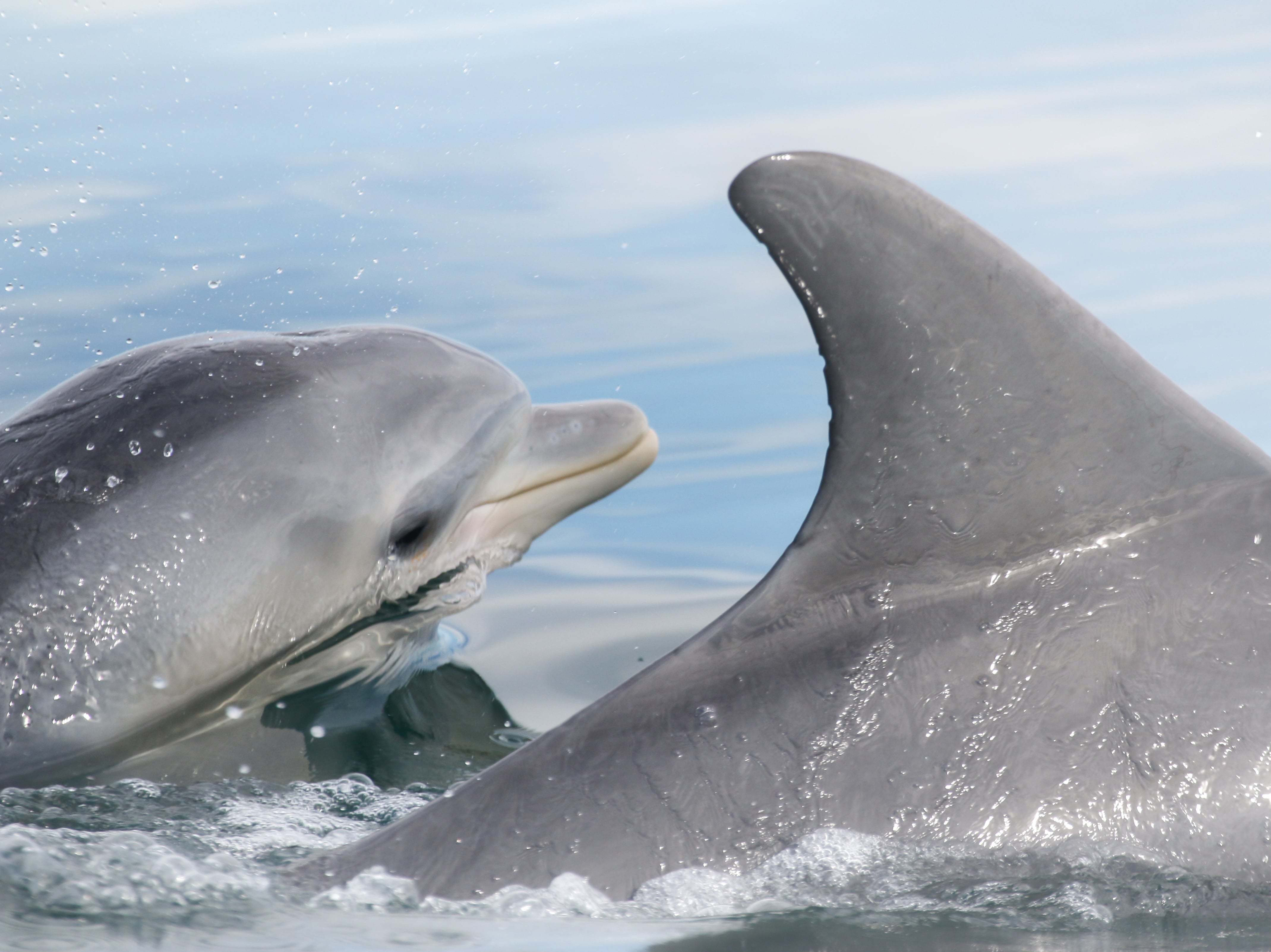 Dolphins Learn Foraging Tricks From Each Other, Not Just From Mom