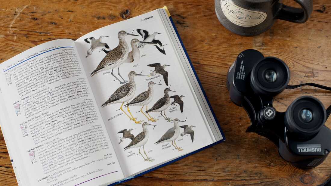 Overhead shot of binoculars and bird guide, High Pointe Inn, West Barnstable, MA. (Photo by: Education Images/Universal Images Group via Getty Images)