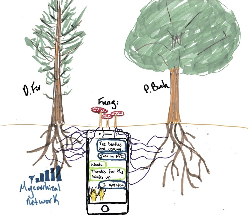 Suzanne Simard How Do Trees Collaborate? NPR