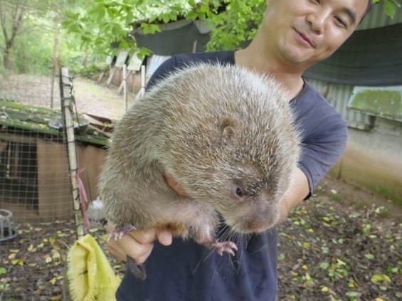 Pandemic Causes China To Ban Breeding Of Bamboo Rats And Other Wild Animals