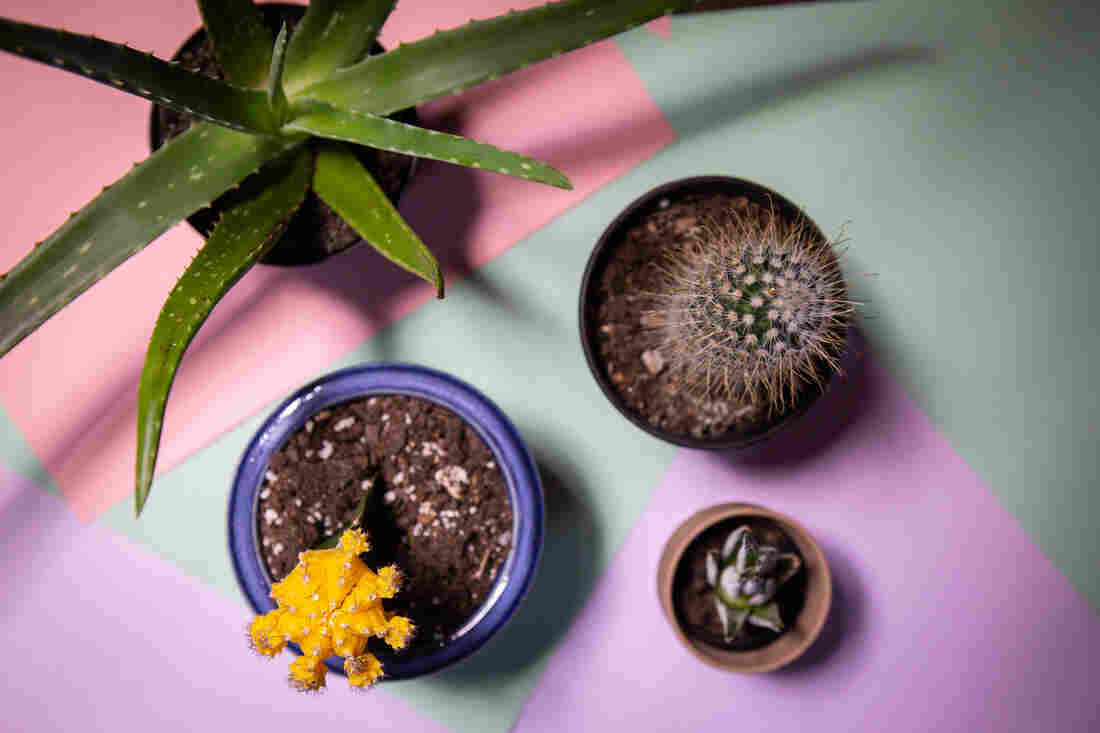 How to take care of house plants, from NPR's Life Kit.