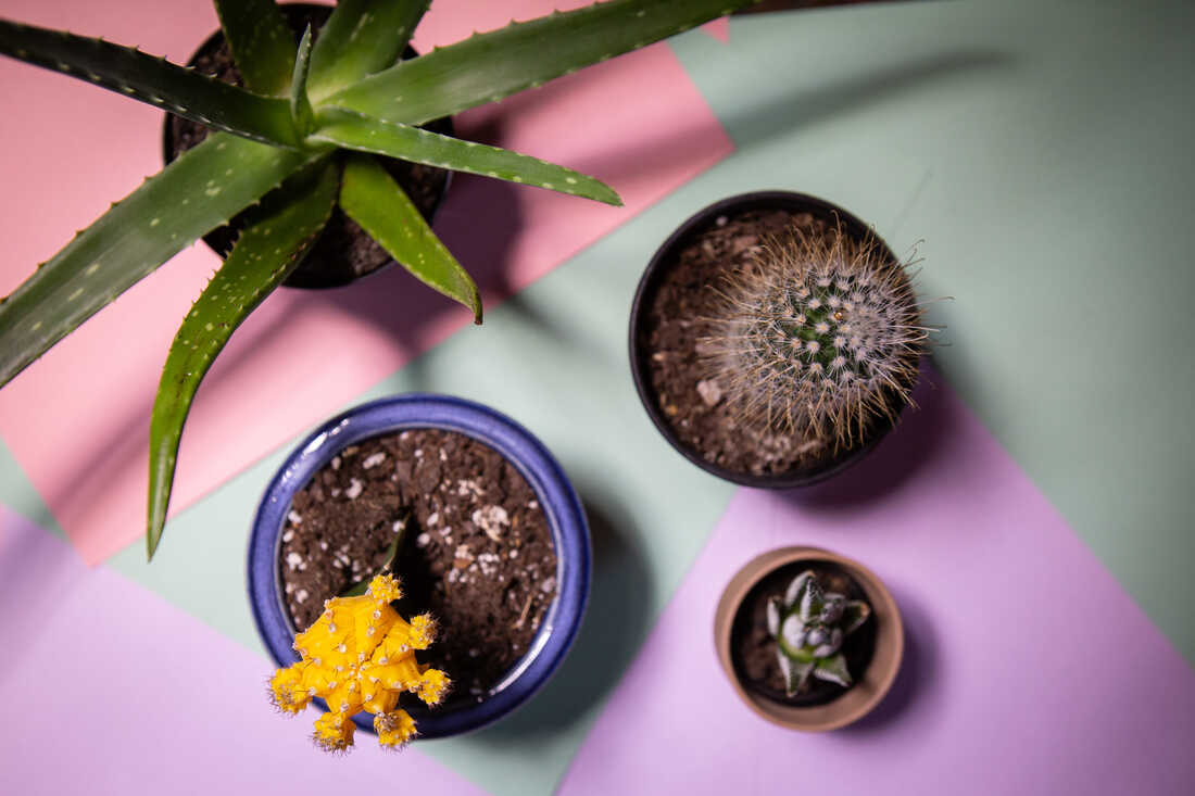 How to take care of house plants, from NPR's Life Kit.