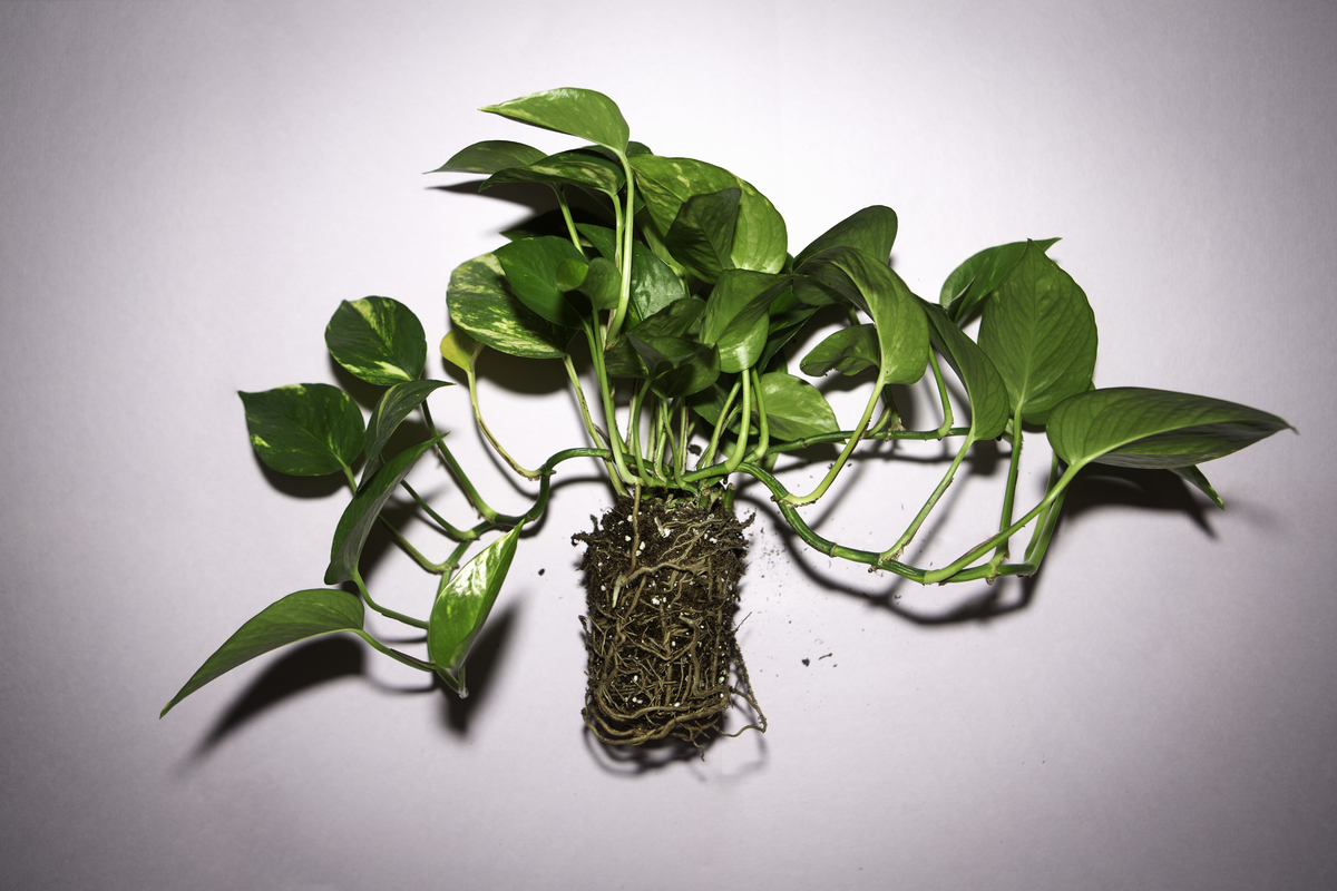 6 Tips for How To Care For Your Houseplants Life Kit NPR