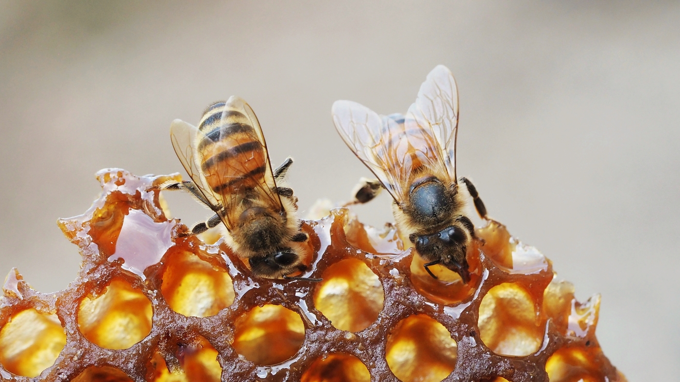 Why Are Bees Dying? It's Not What You Might Think Short Wave NPR