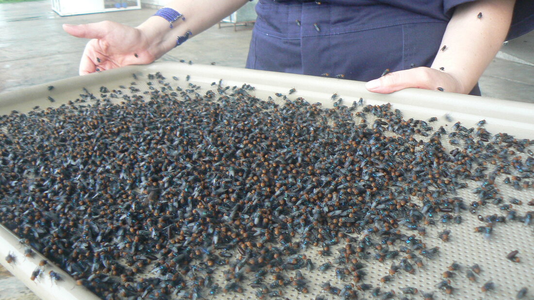 How Scientists Contain And Control FleshEating Screw Worms Short Wave NPR