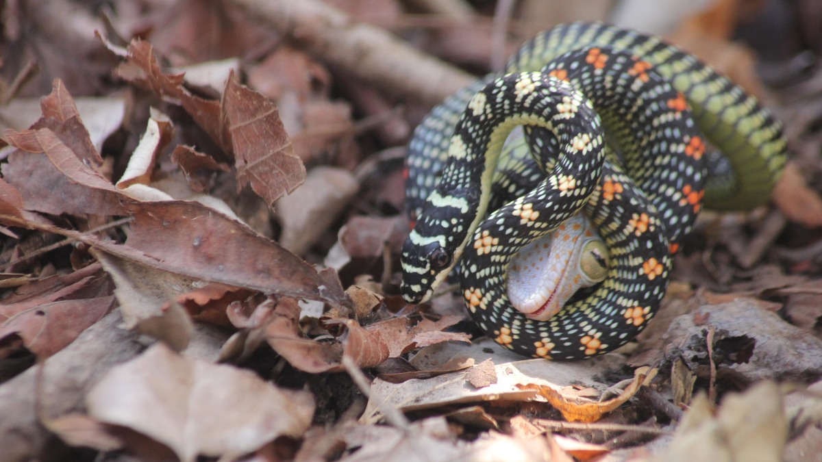 Why Do Flying Snakes Wiggle In The Air? Short Wave NPR