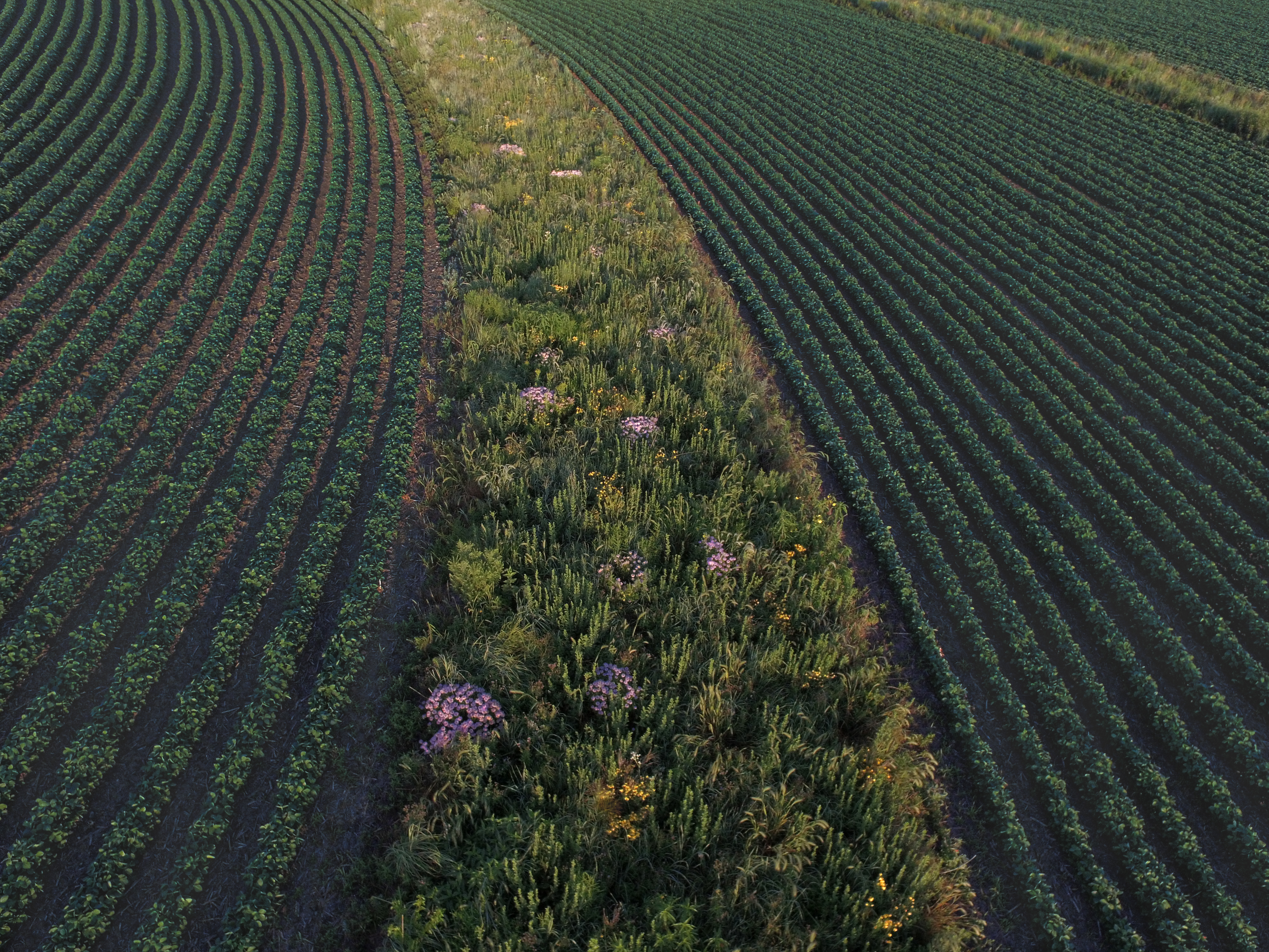 Prairie strips in fields of corn or soybeans can protect the soil and allow wildlife to flourish. This strip was established in a field near Traer, Iowa, in 2015. (Omar de Kok-Mercado, Iowa State University)