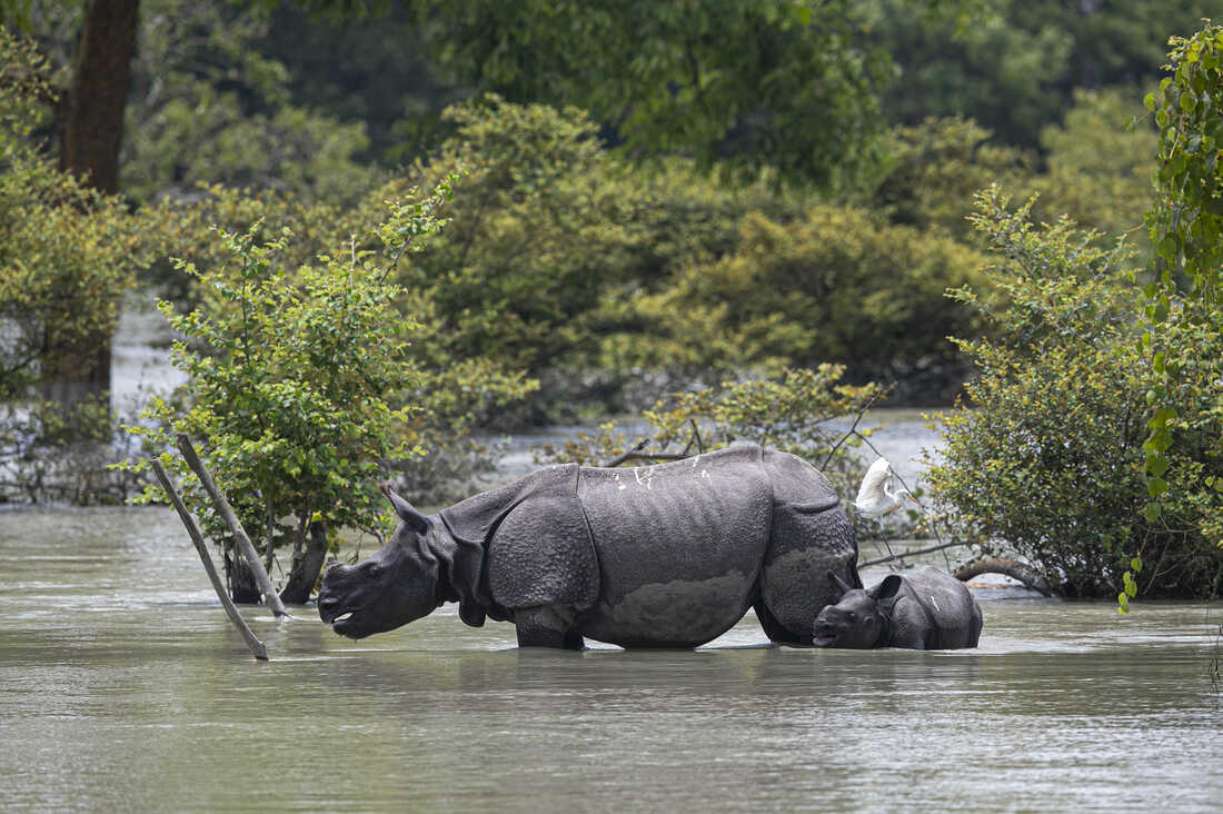 essay on flood in assam