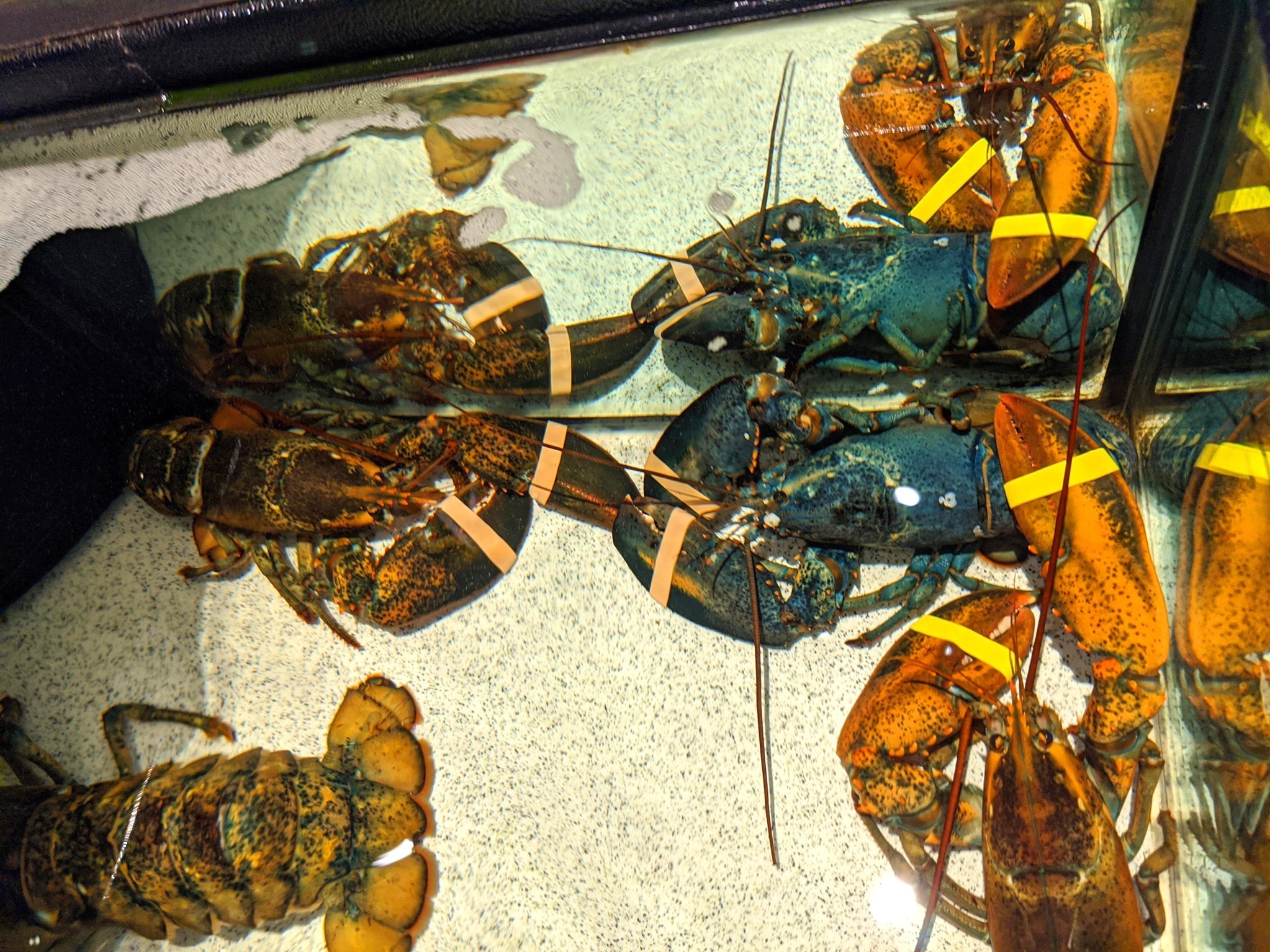 Rare Blue Lobster Fished Out Of An Ohio Red Lobster