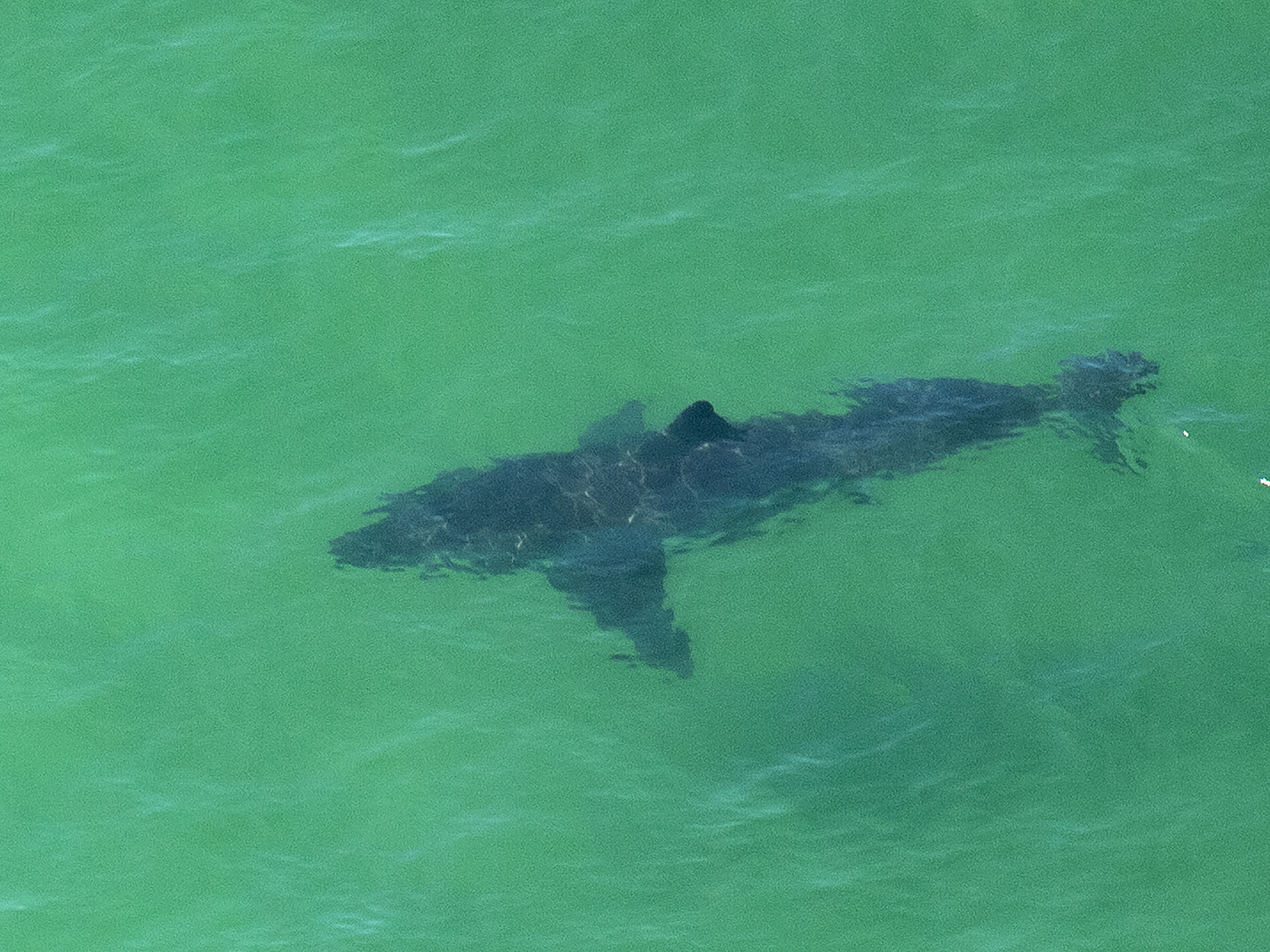 shark attack bites man in half