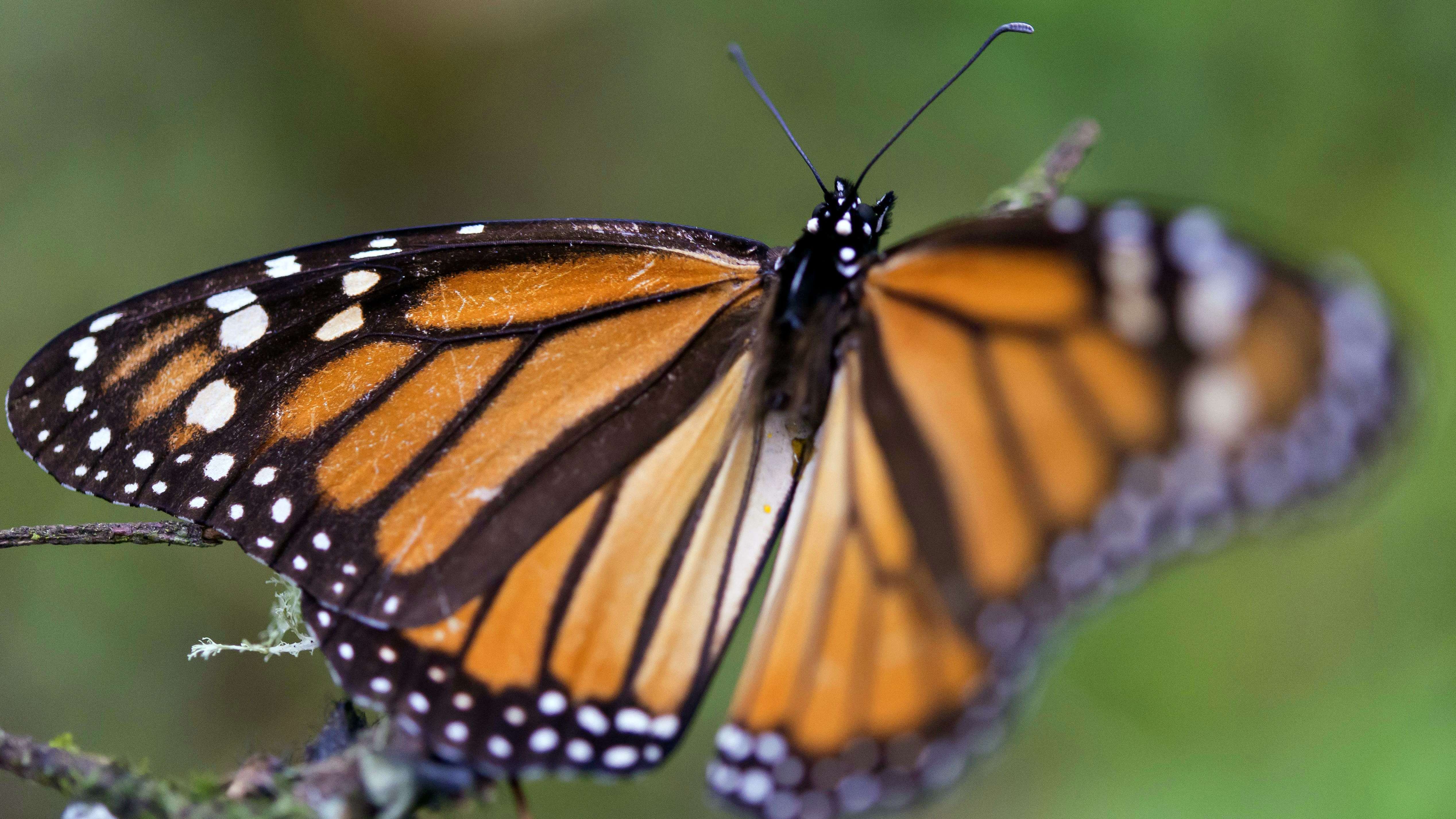 The Science Behind Butterfly Vision And Body Temperature : Short Wave : NPR