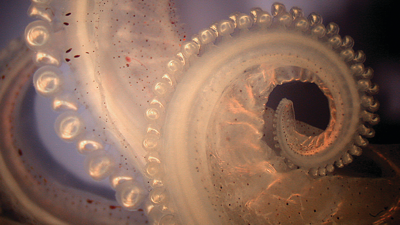 Researchers Figure Out How To Genetically Alter Squid : Shots - Health ...