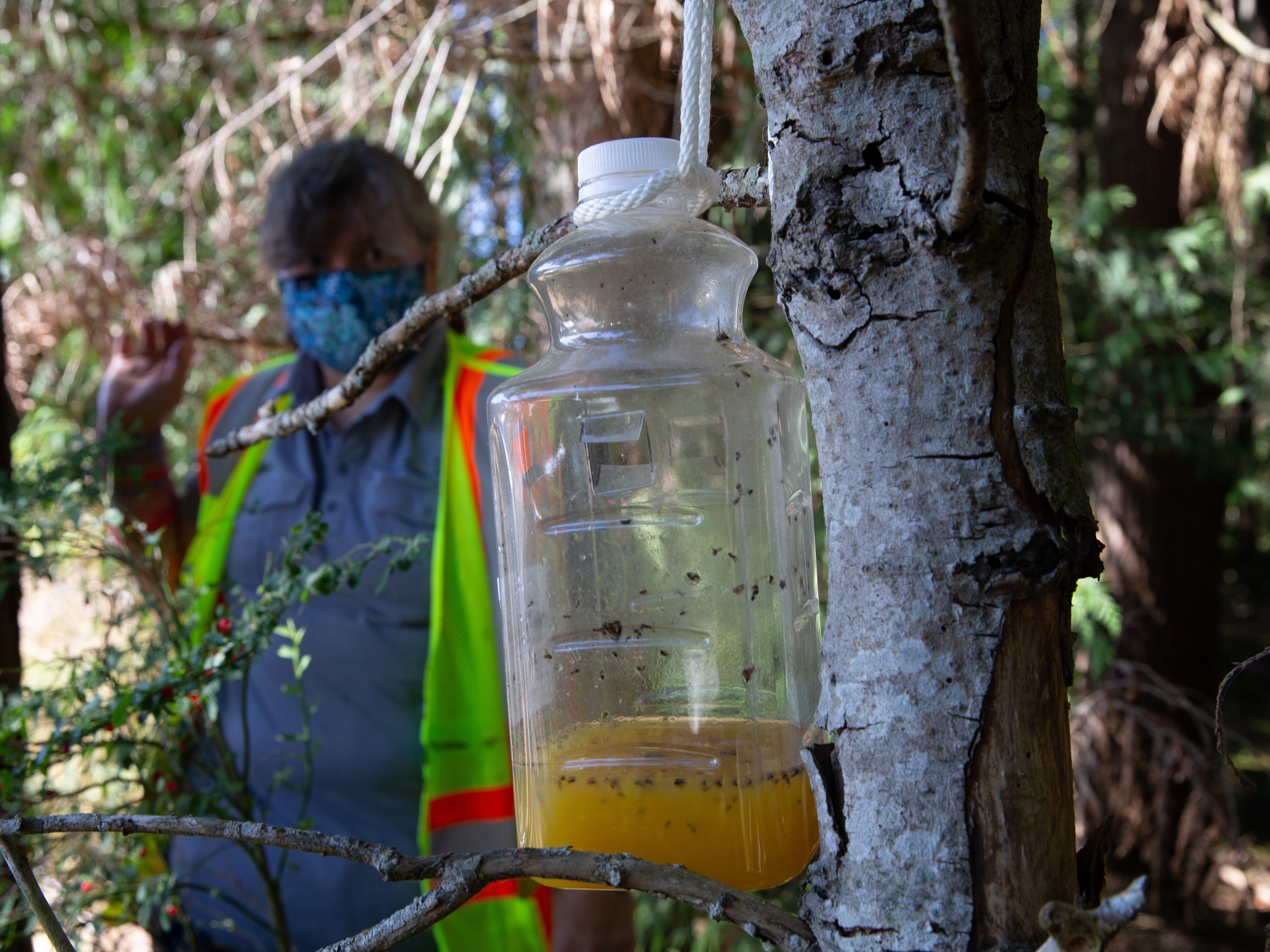 A bottle containing orange juice and rice cooking wine is set as a trap by Jenni Cena, pest biologist and trapping supervisor from the Washington State Department of Agriculture, in an effort to catch Asian giant hornets, also known as murder hornets. Scientists In Washington State Have Trapped Their 1st Murder Hornet