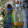 Scientists In Washington State Have Trapped Their 1st Murder Hornet
