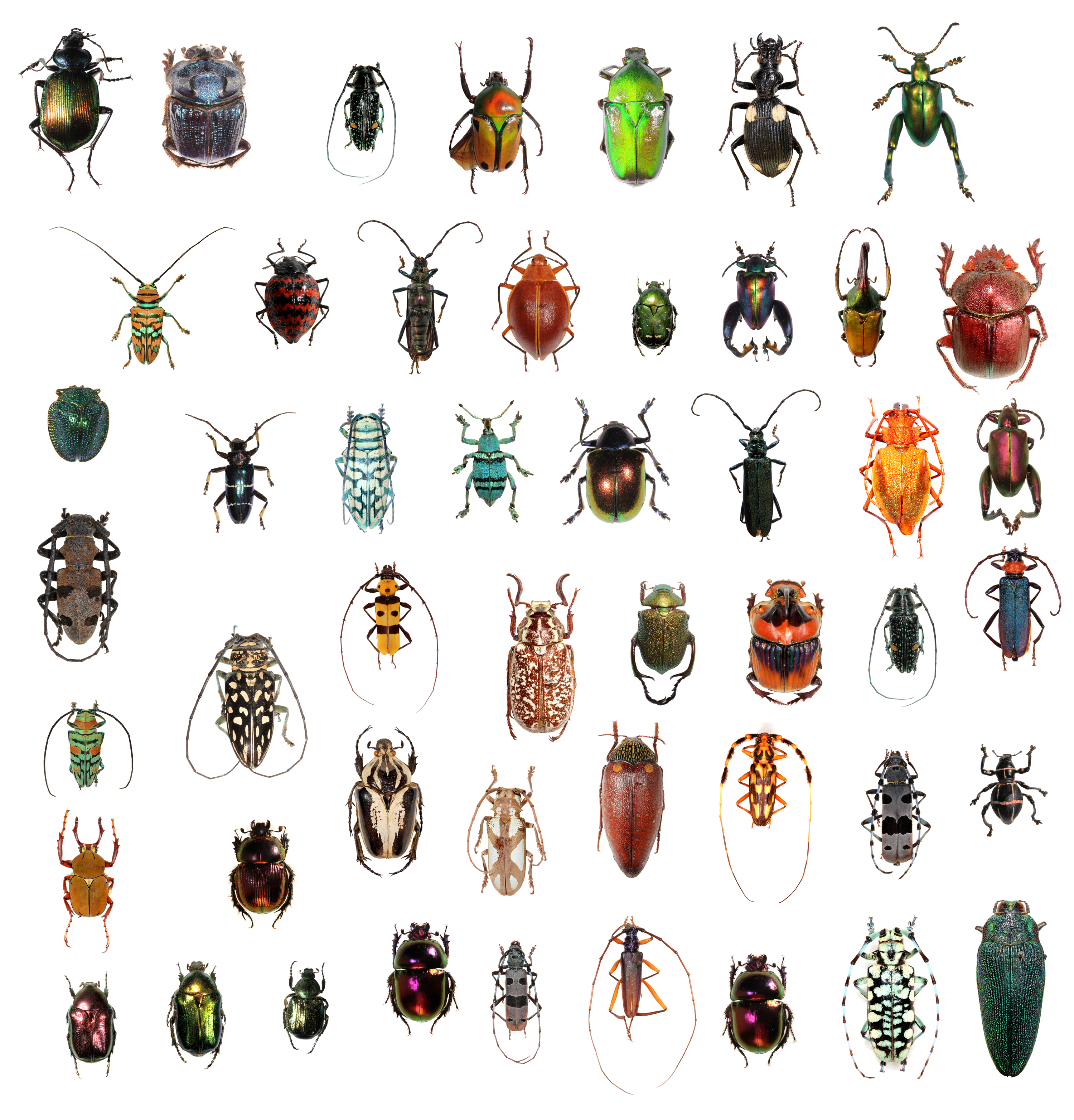 beetles-and-wasps-vie-for-title-of-most-diverse-critter-ncpr-news