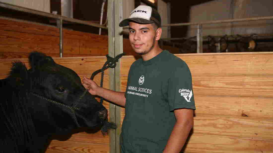 For Colorado 4-H Kids The Livestock Show Goes On Despite The Pandemic 2 antonio treto alvarez wide 6abc2a718a96cf76b609ec8244269409d284c2da s1100 c15
